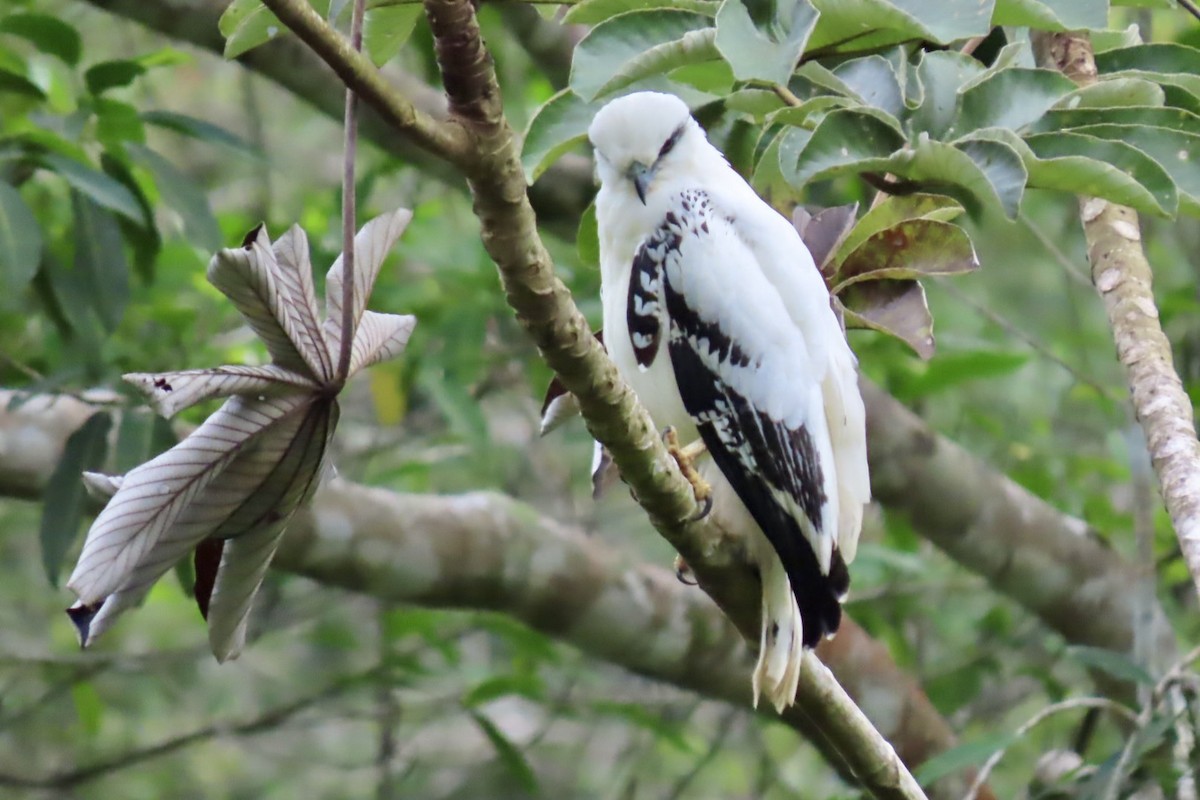 White Hawk - ML646598196