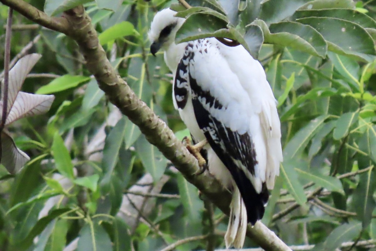 White Hawk - ML646598197