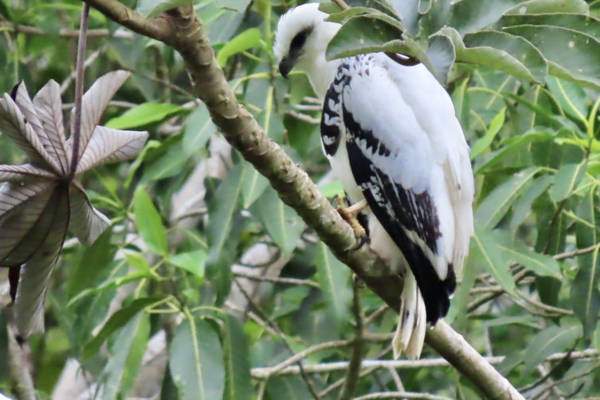 White Hawk - ML646598198