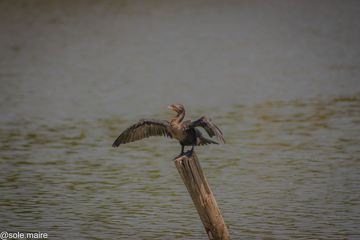 kormorán neotropický - ML646598203