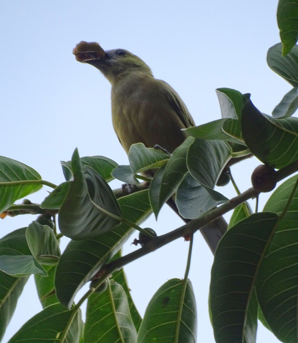 Palm Tanager - ML646598204
