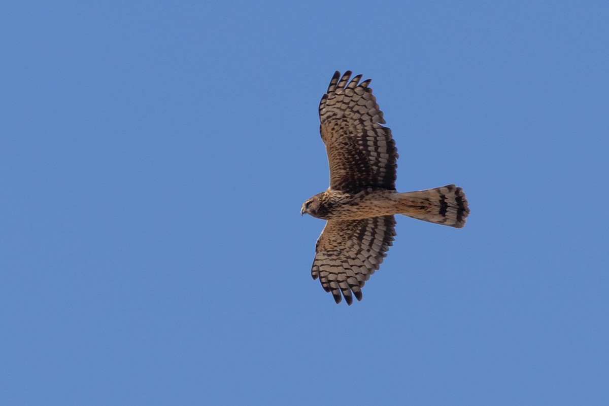 Американский лунь - ML646598205