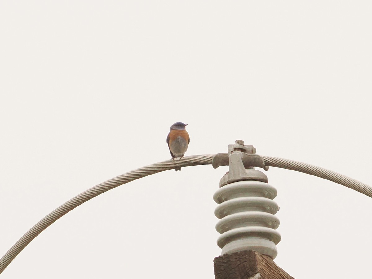 Western Bluebird - ML646598206