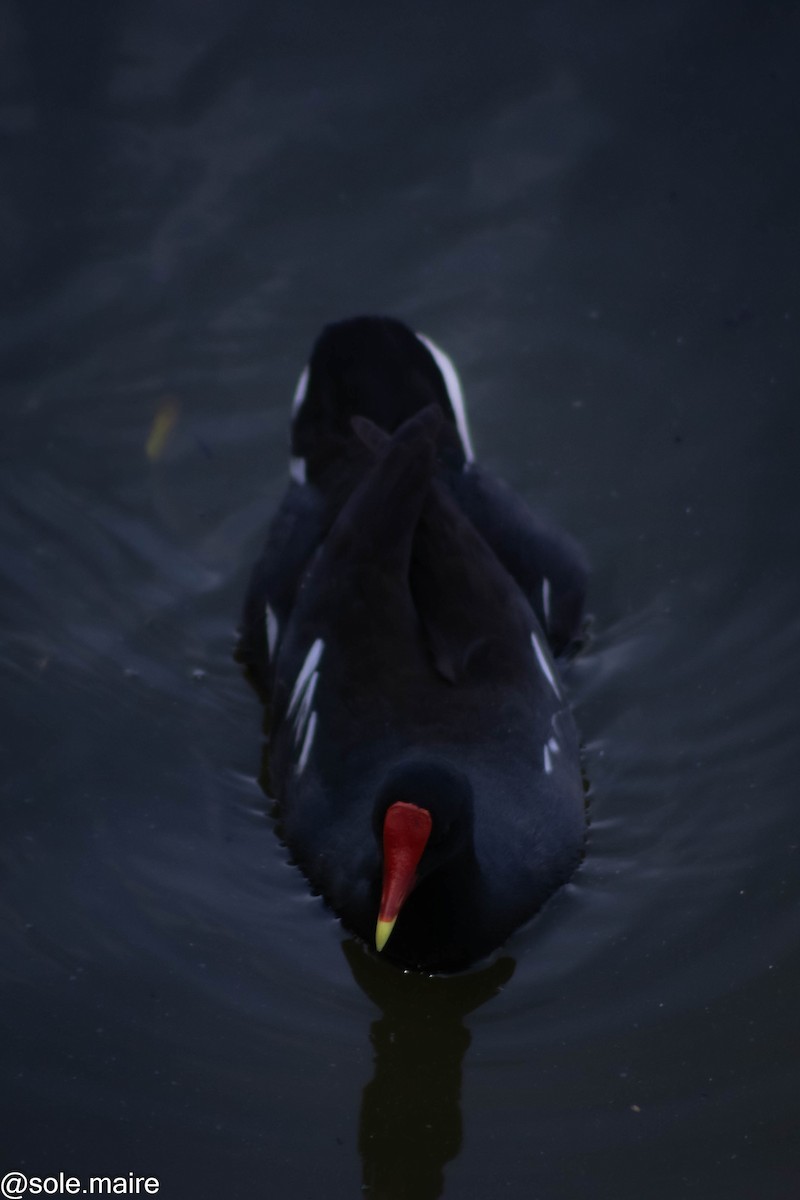 slípka americká - ML646598210