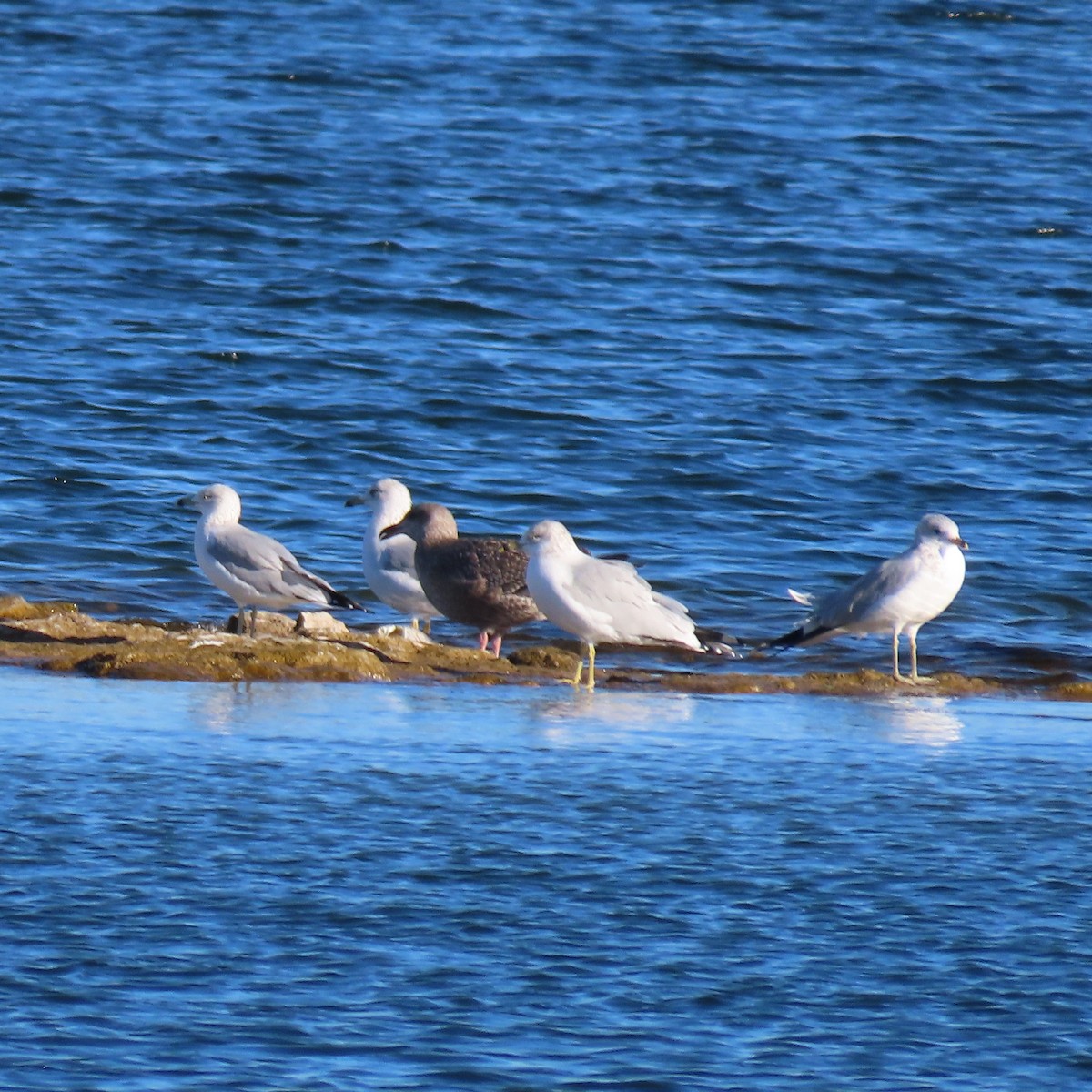 amerikagråmåke - ML646598212