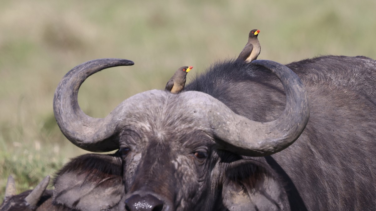 Yellow-billed Oxpecker - ML646598213