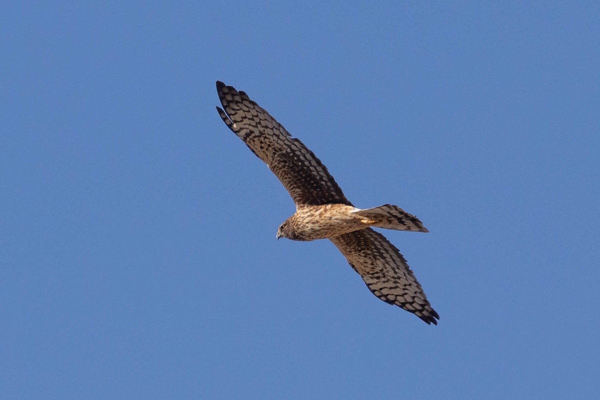 Американский лунь - ML646598215