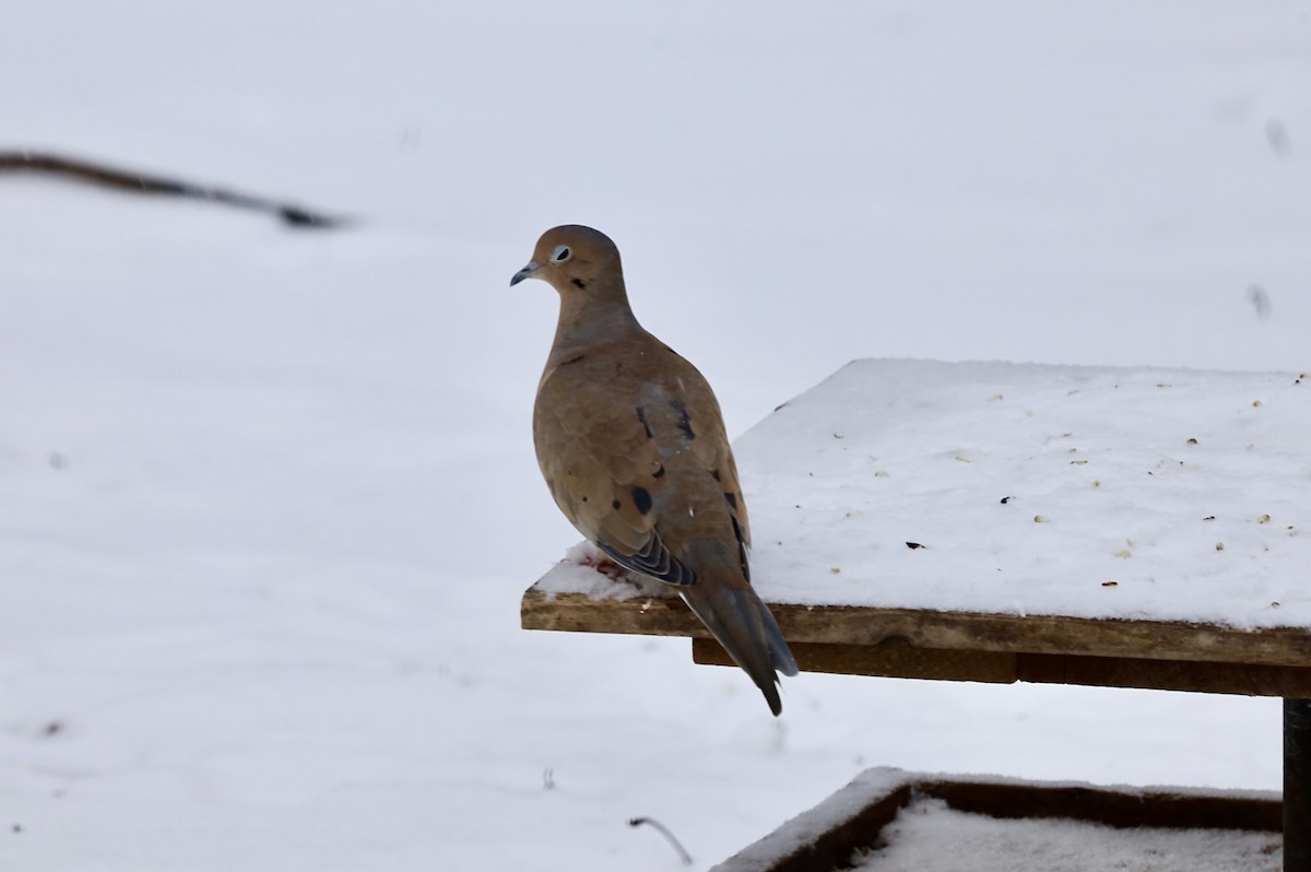 Зенаїда північна - ML646598217