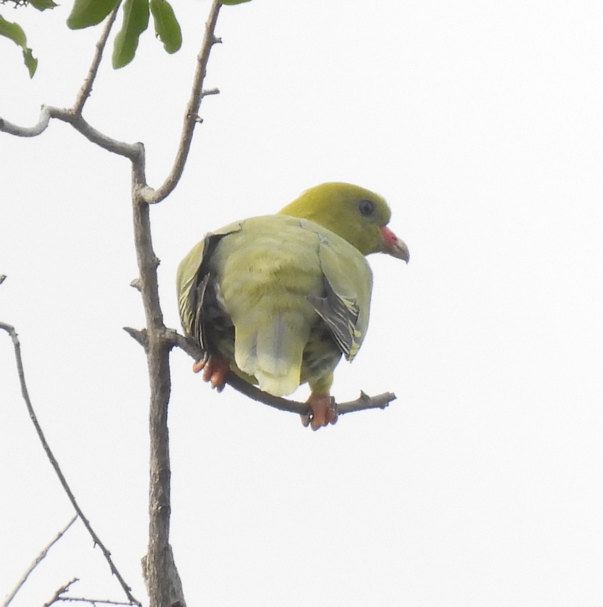 Colombar à front nu - ML646598218