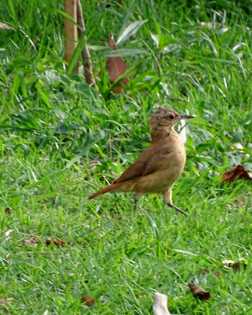 Rufous Hornero - ML646598219