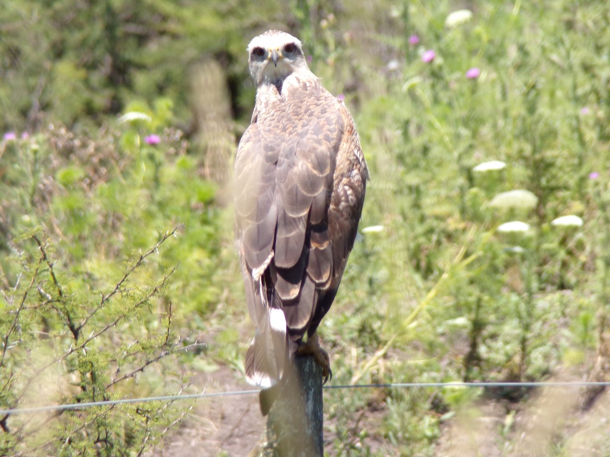 káně savanová - ML646598220