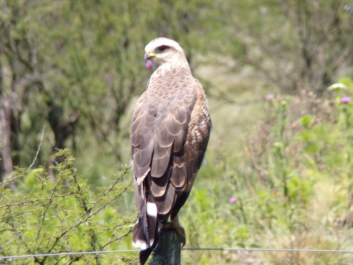 káně savanová - ML646598221