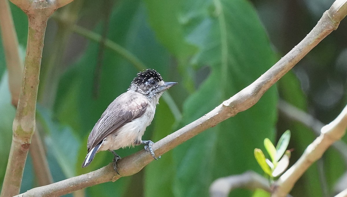 Ochraceous Piculet - ML646598222