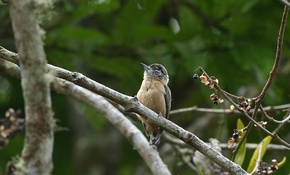 Ochraceous Piculet - ML646598223