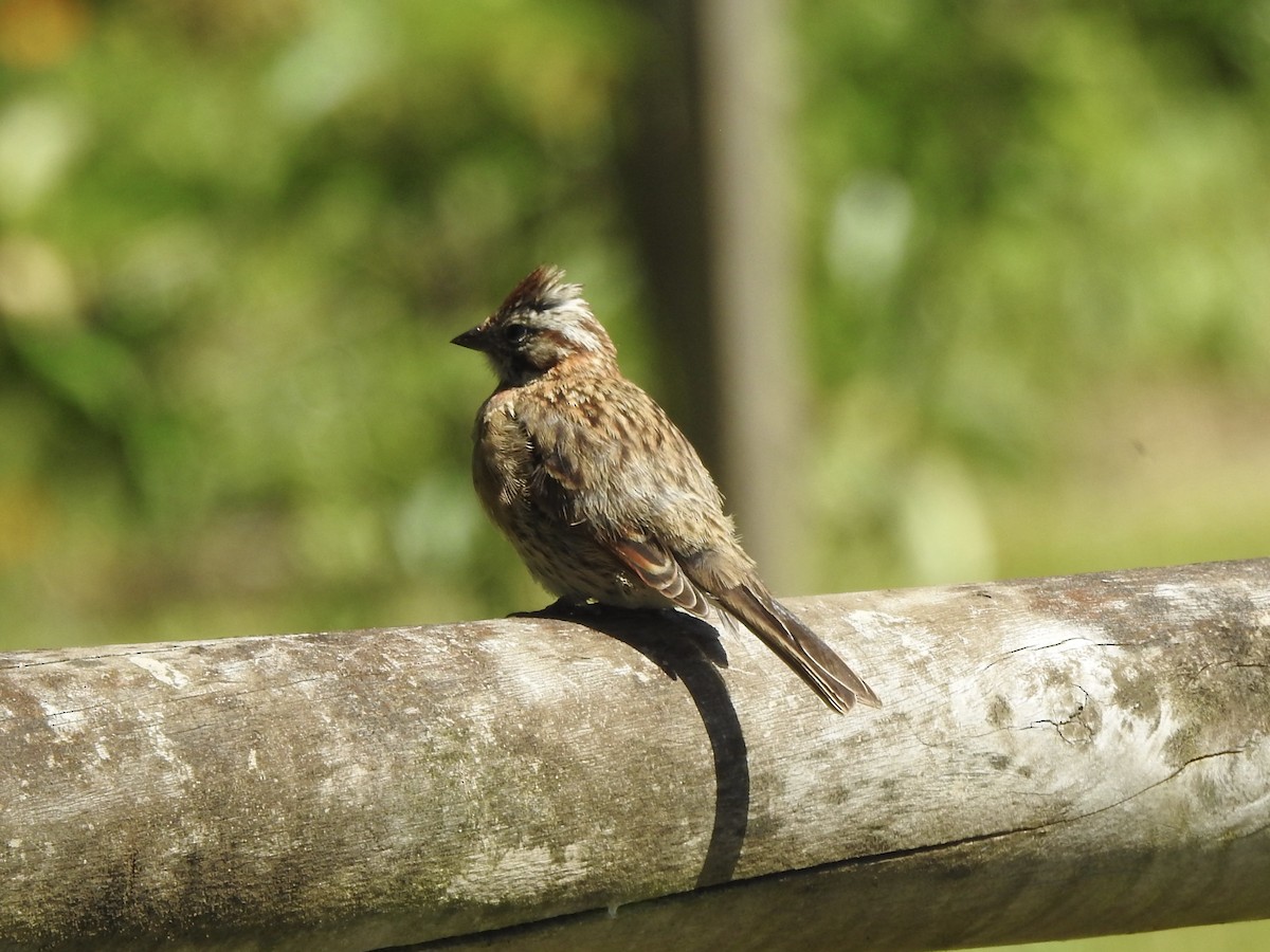 Morgenammer - ML646598225