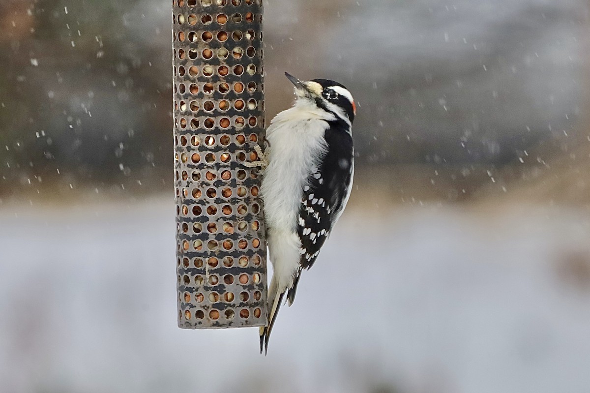 Дятел пухнастий - ML646598226