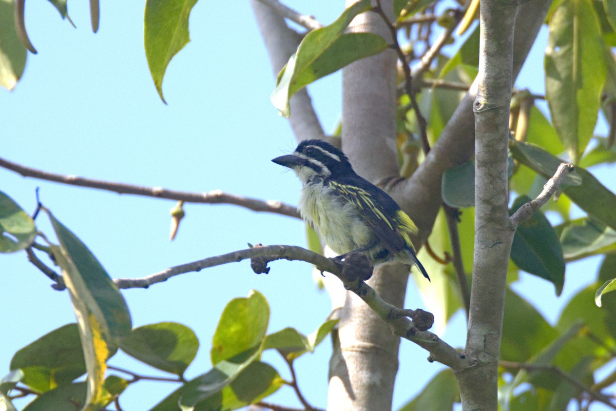 Barbudito Culigualdo (Culigualdo) - ML646598227