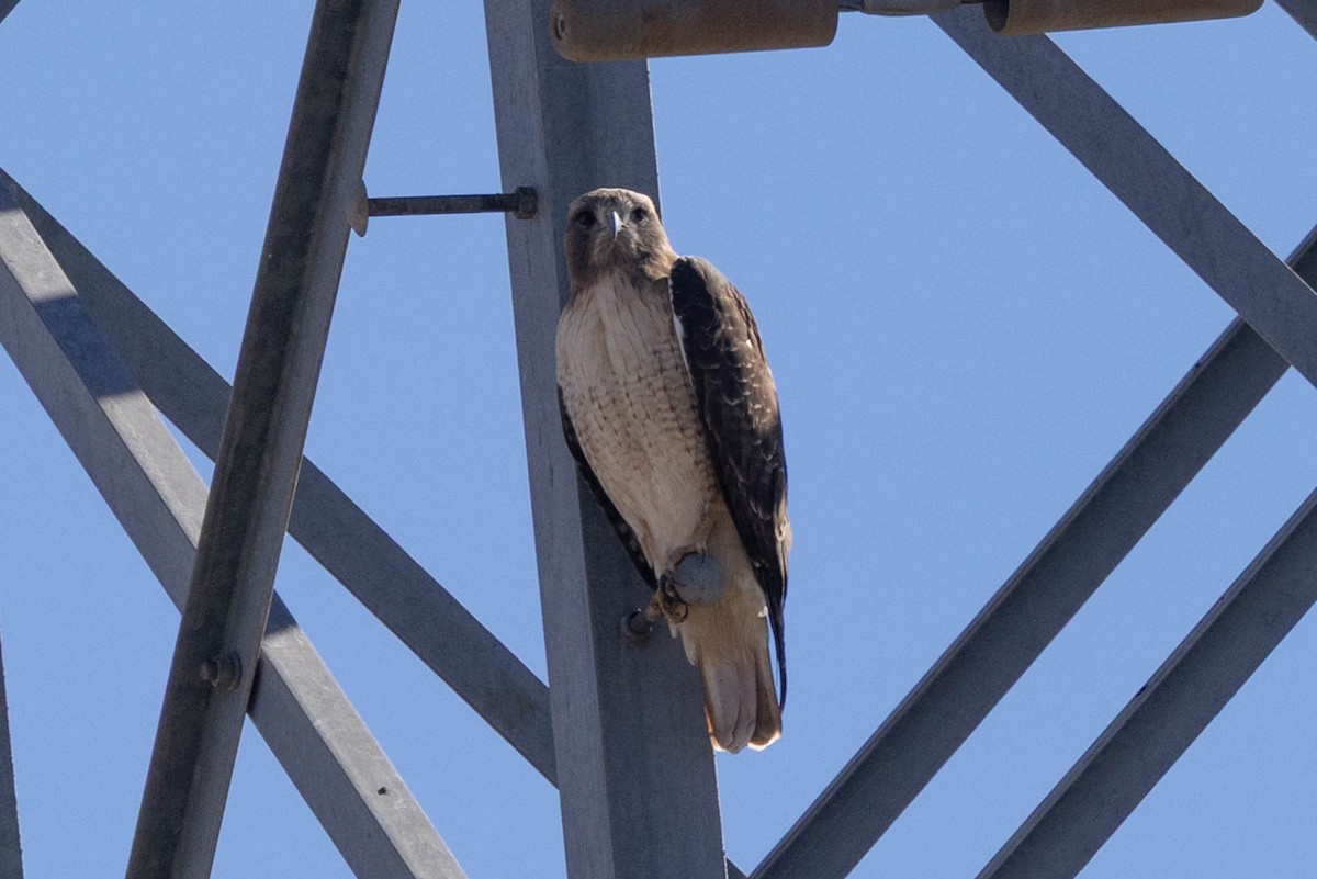 Rotschwanzbussard - ML646598229