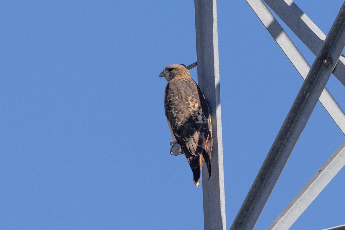 Rotschwanzbussard - ML646598230