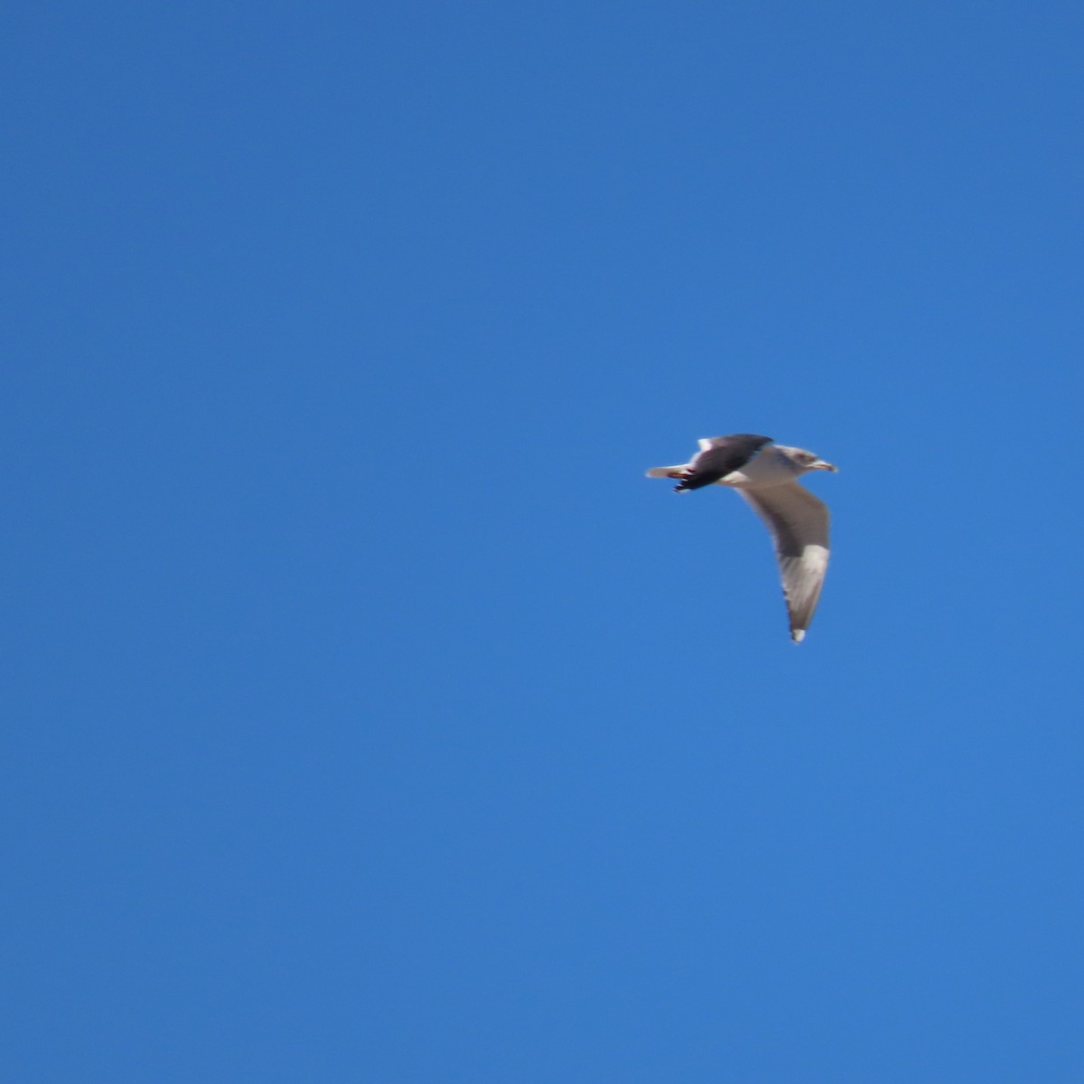 sildemåke - ML646598231