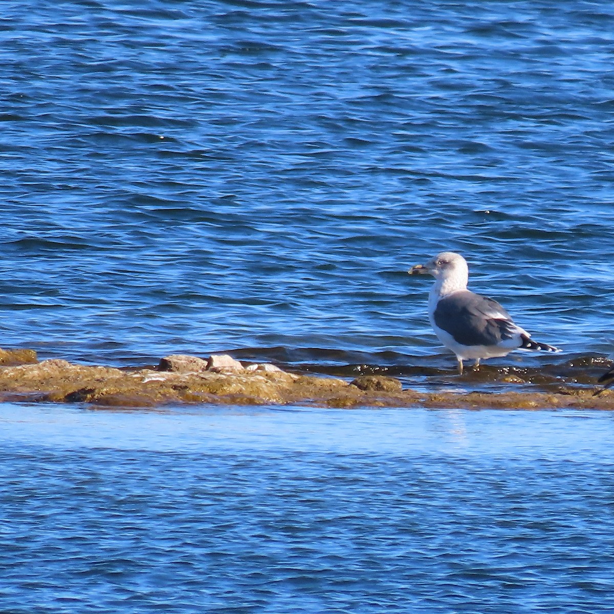 sildemåke - ML646598233