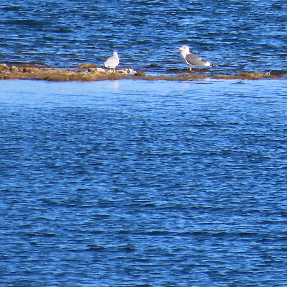 sildemåke - ML646598234