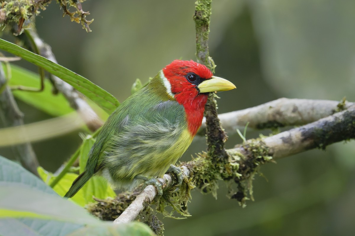 Red-headed Barbet - ML646598235