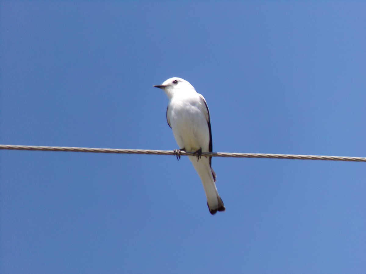 シロタイランチョウ - ML646598237