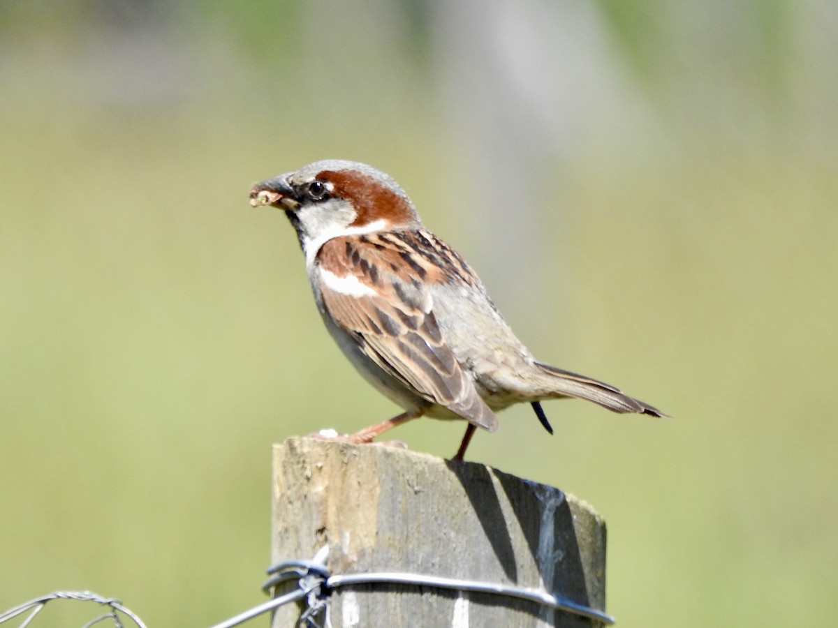 vrabec domácí - ML646598238