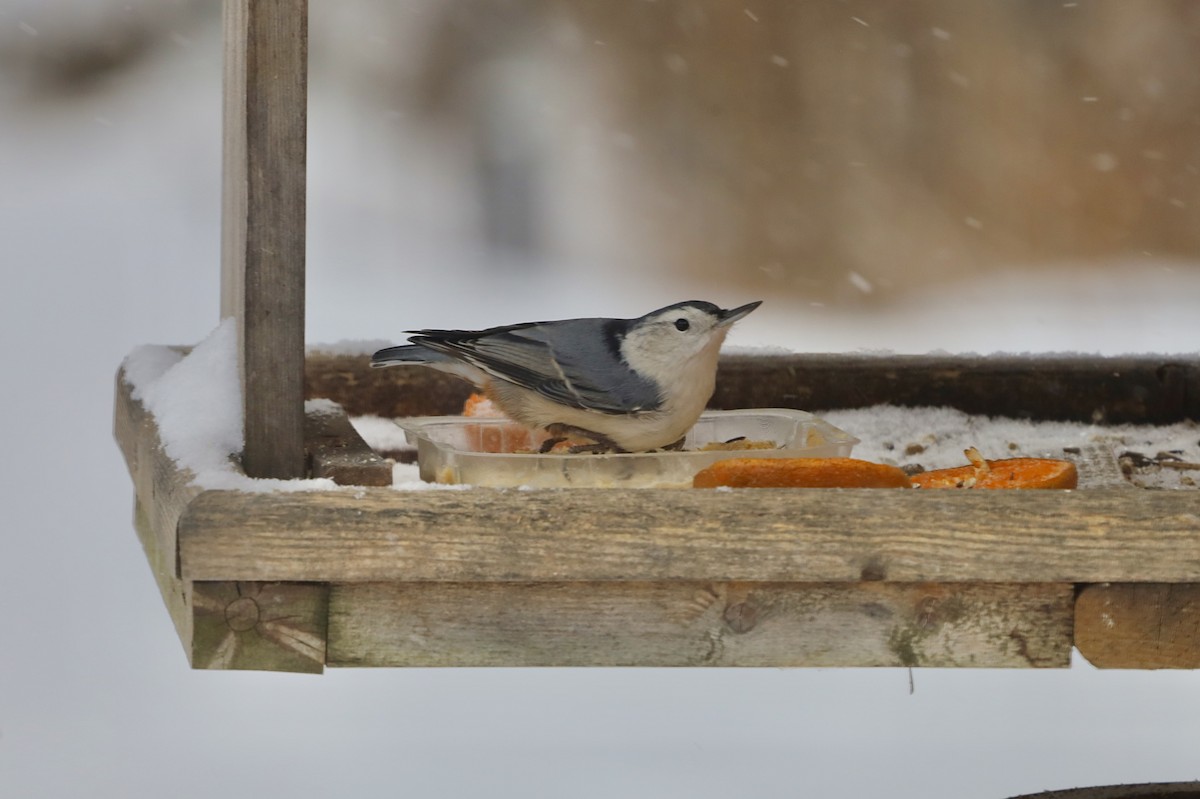 Повзик каролінський - ML646598239