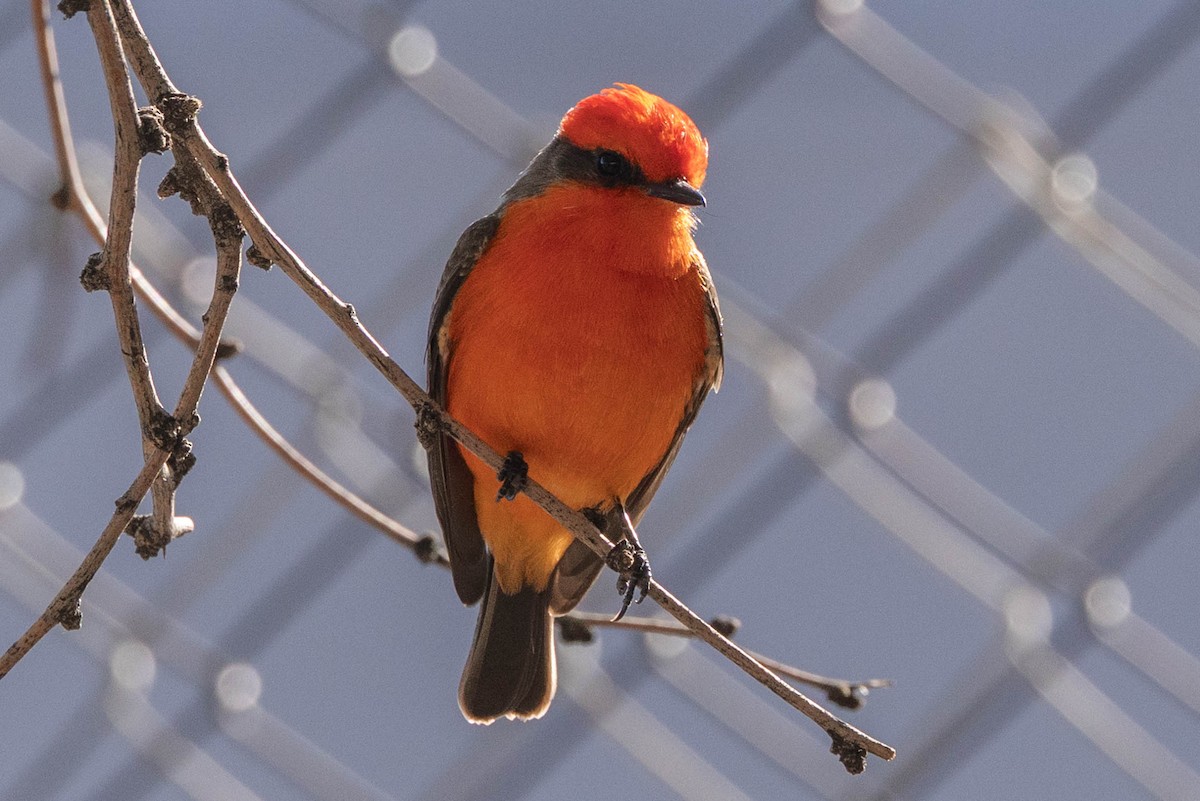 Rubintyrann - ML646598240