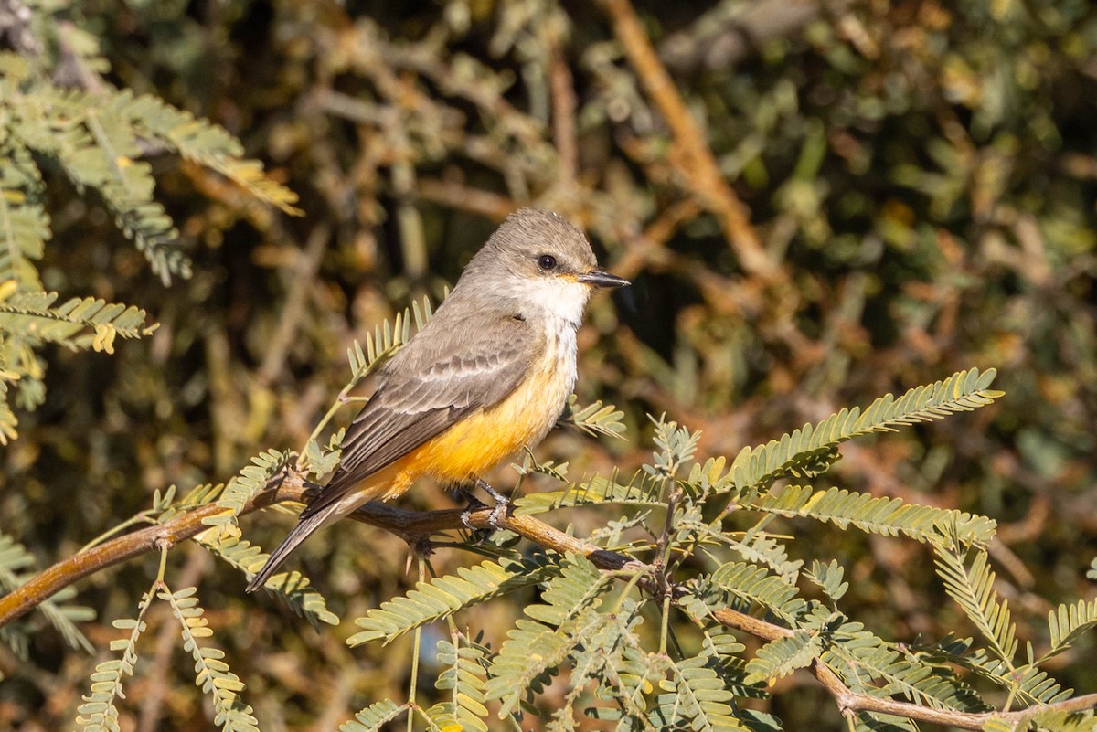 Rubintyrann - ML646598241