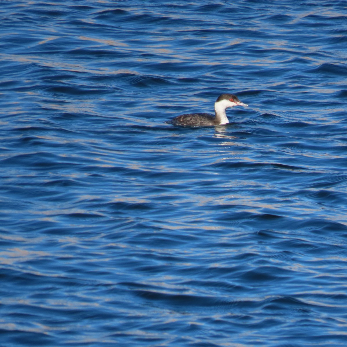 horndykker - ML646598243