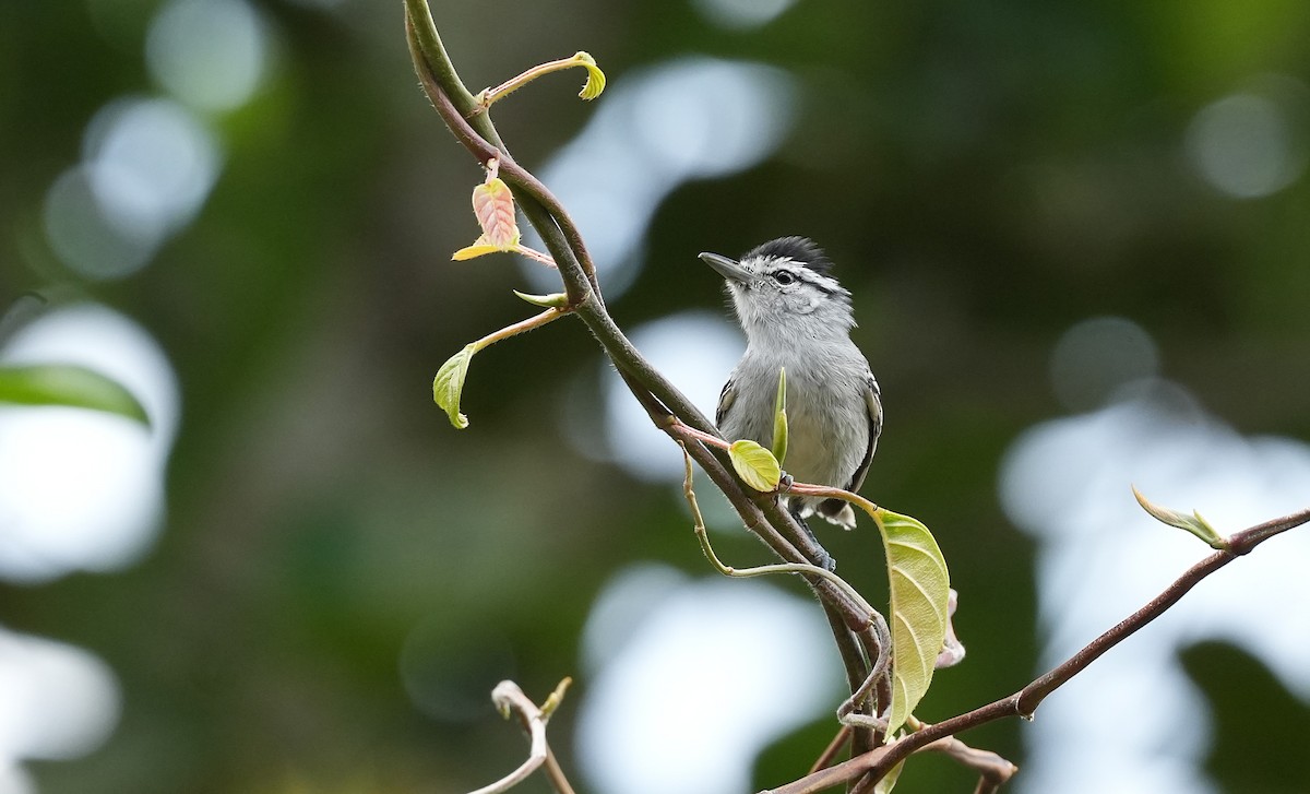 Kara Başlı Karıncaçıvgını - ML646598244