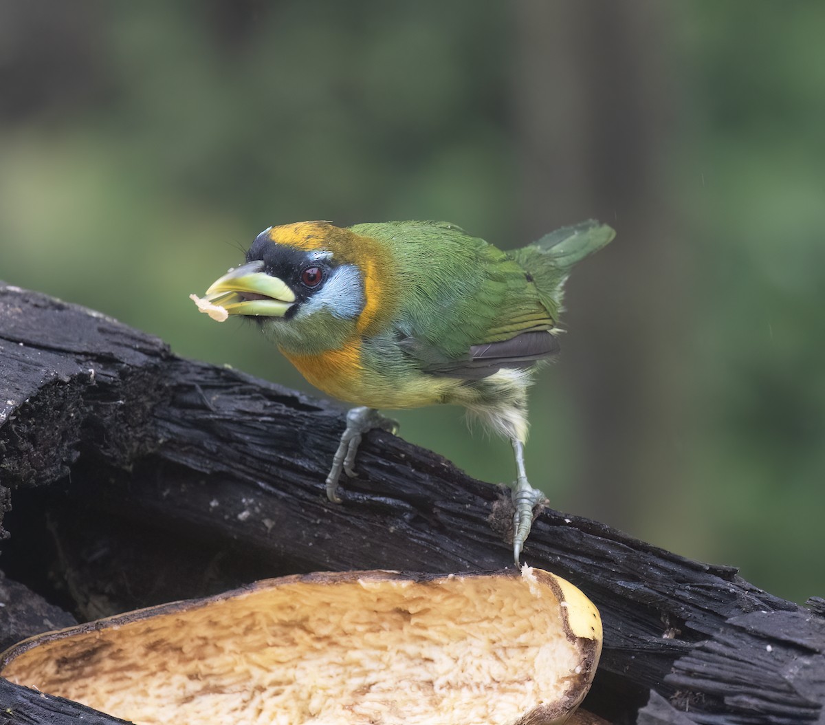 Red-headed Barbet - ML646598251