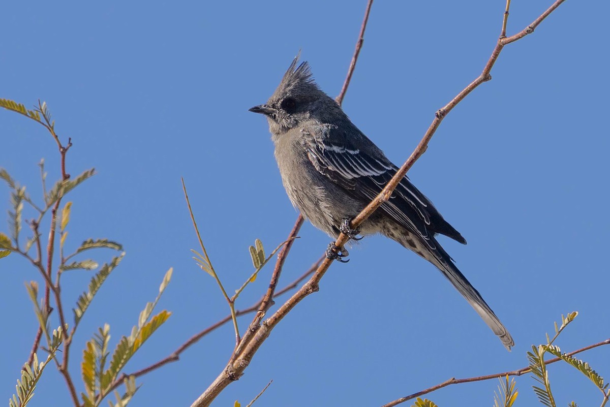 Trauerseidenschnäpper - ML646598252