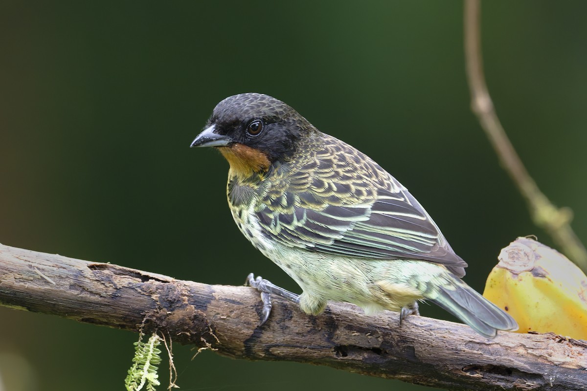 Рыжегорлая танагра - ML646598253