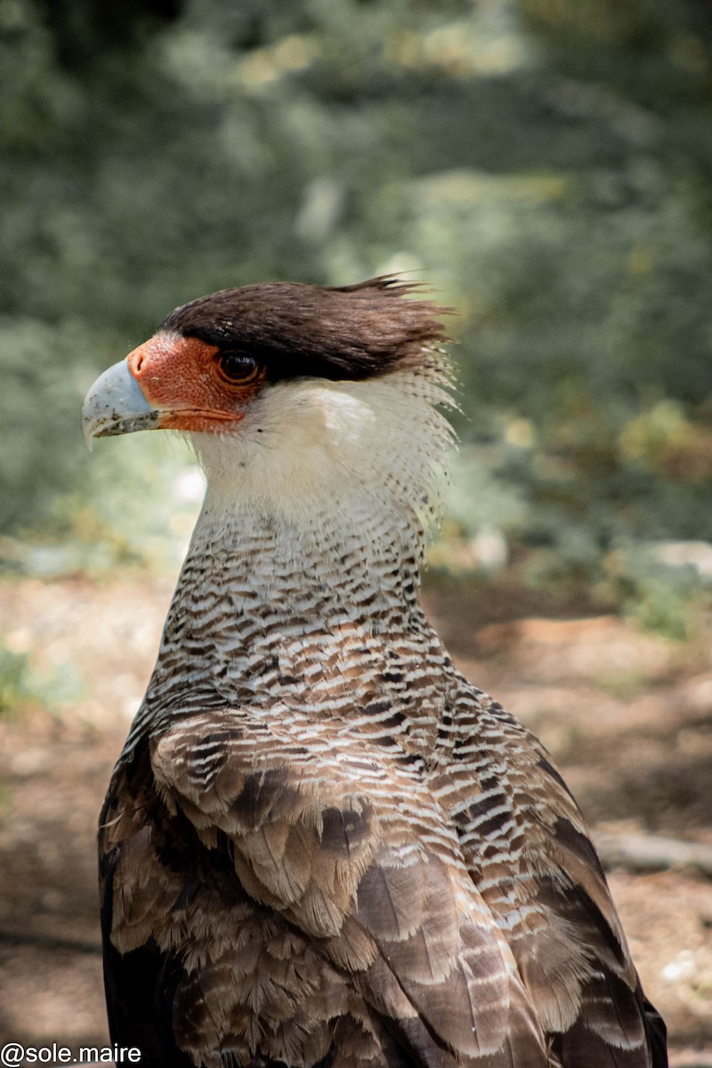 karančo jižní - ML646598254