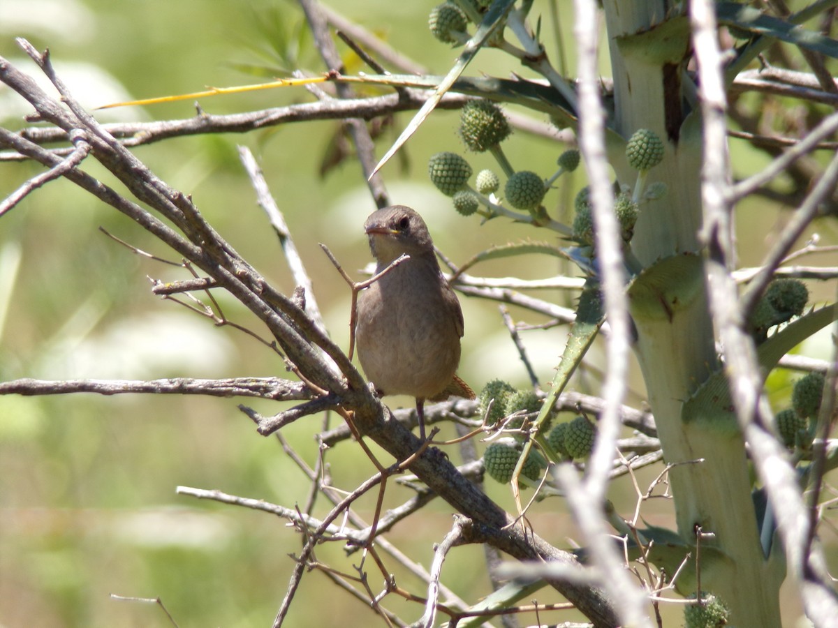 Southern House Wren - ML646598255