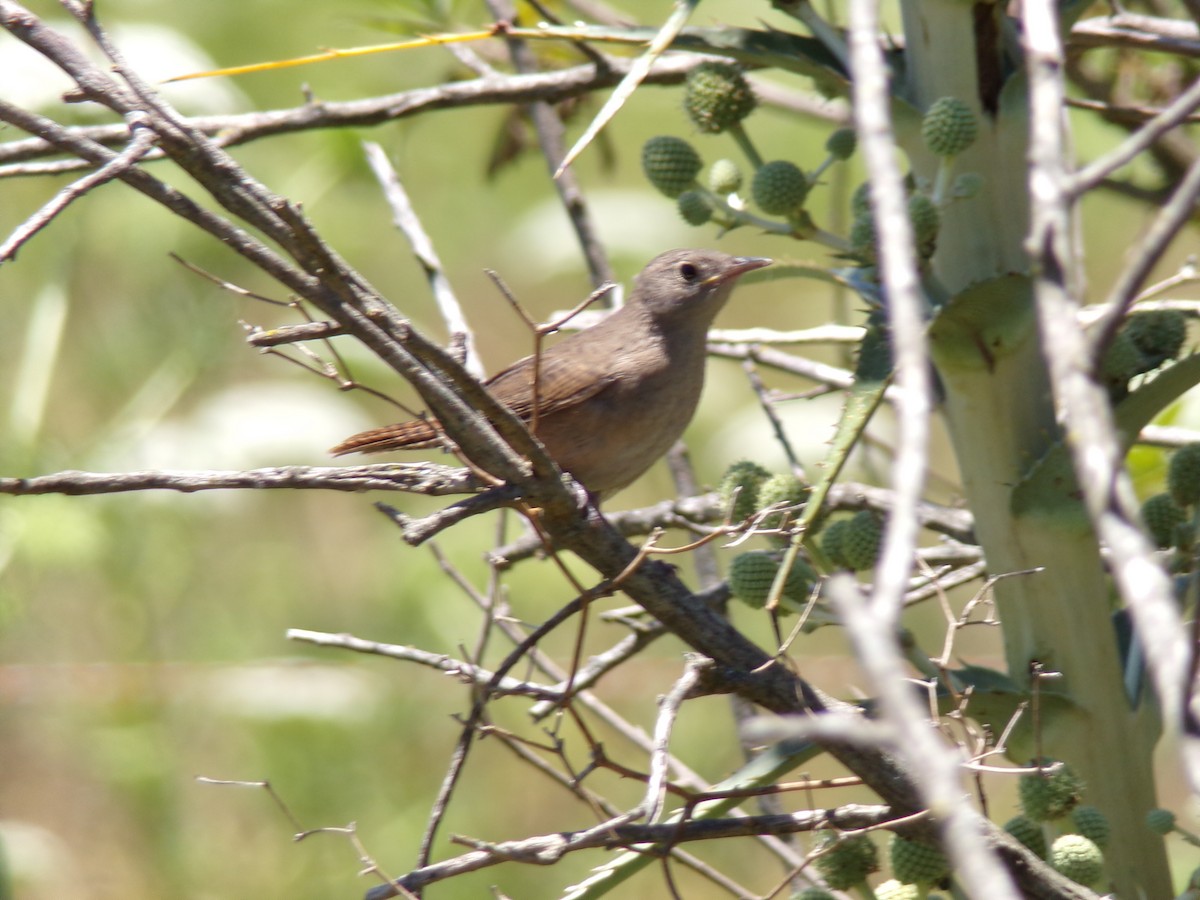 Southern House Wren - ML646598256