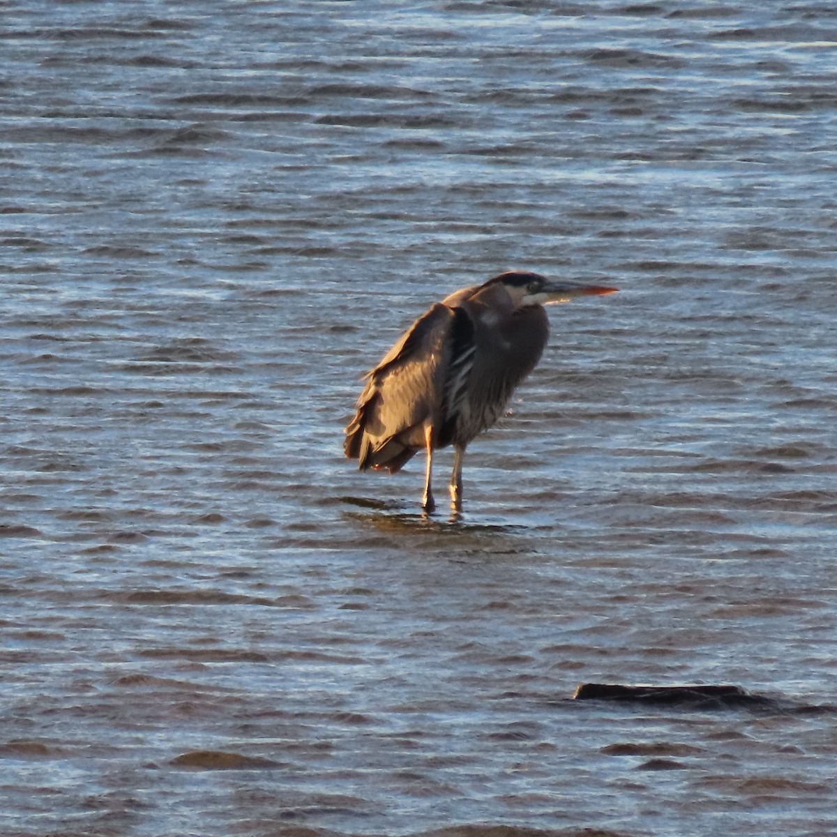 herodiashegre - ML646598258