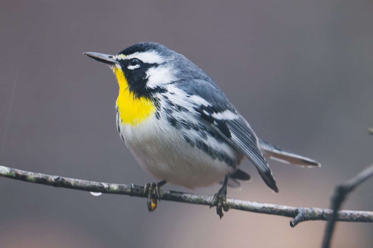Paruline à gorge jaune - ML646598259