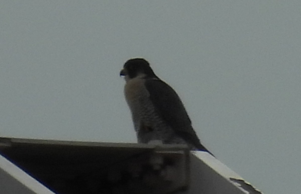 Peregrine Falcon - ML646598264
