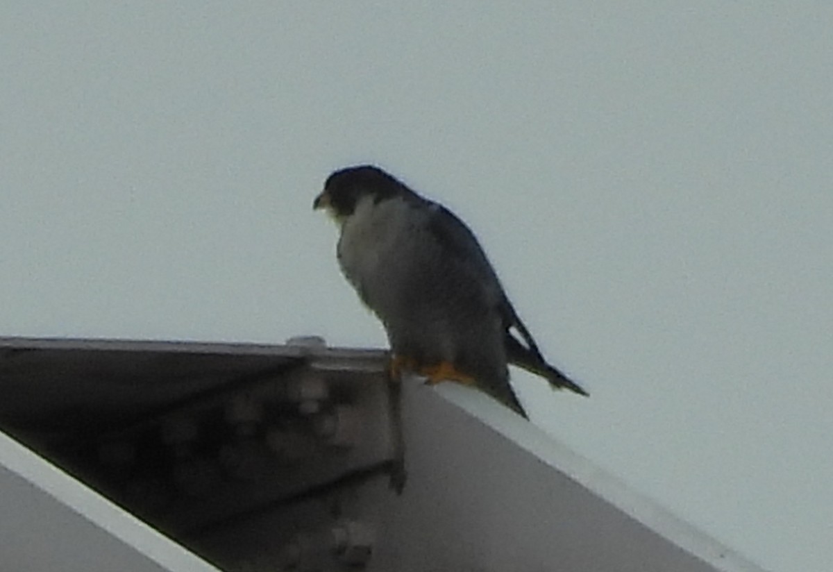 Peregrine Falcon - ML646598265