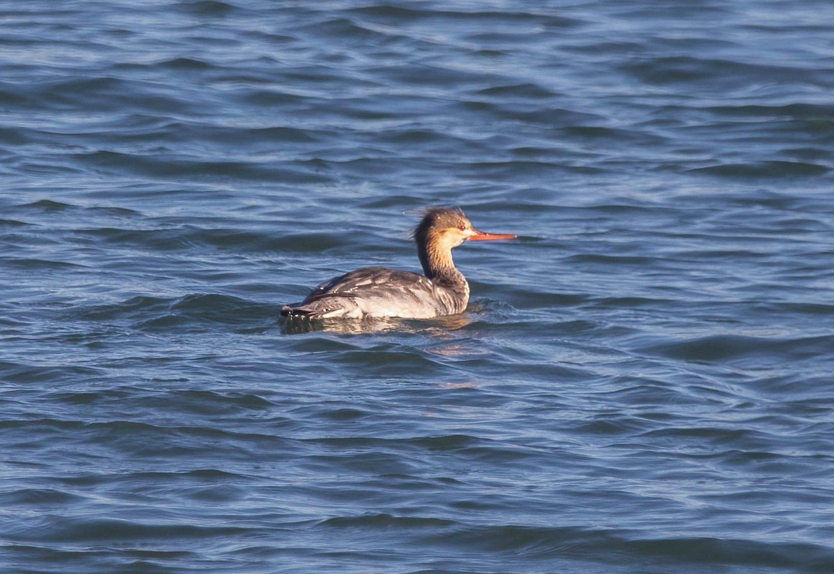 ウミアイサ - ML646598267