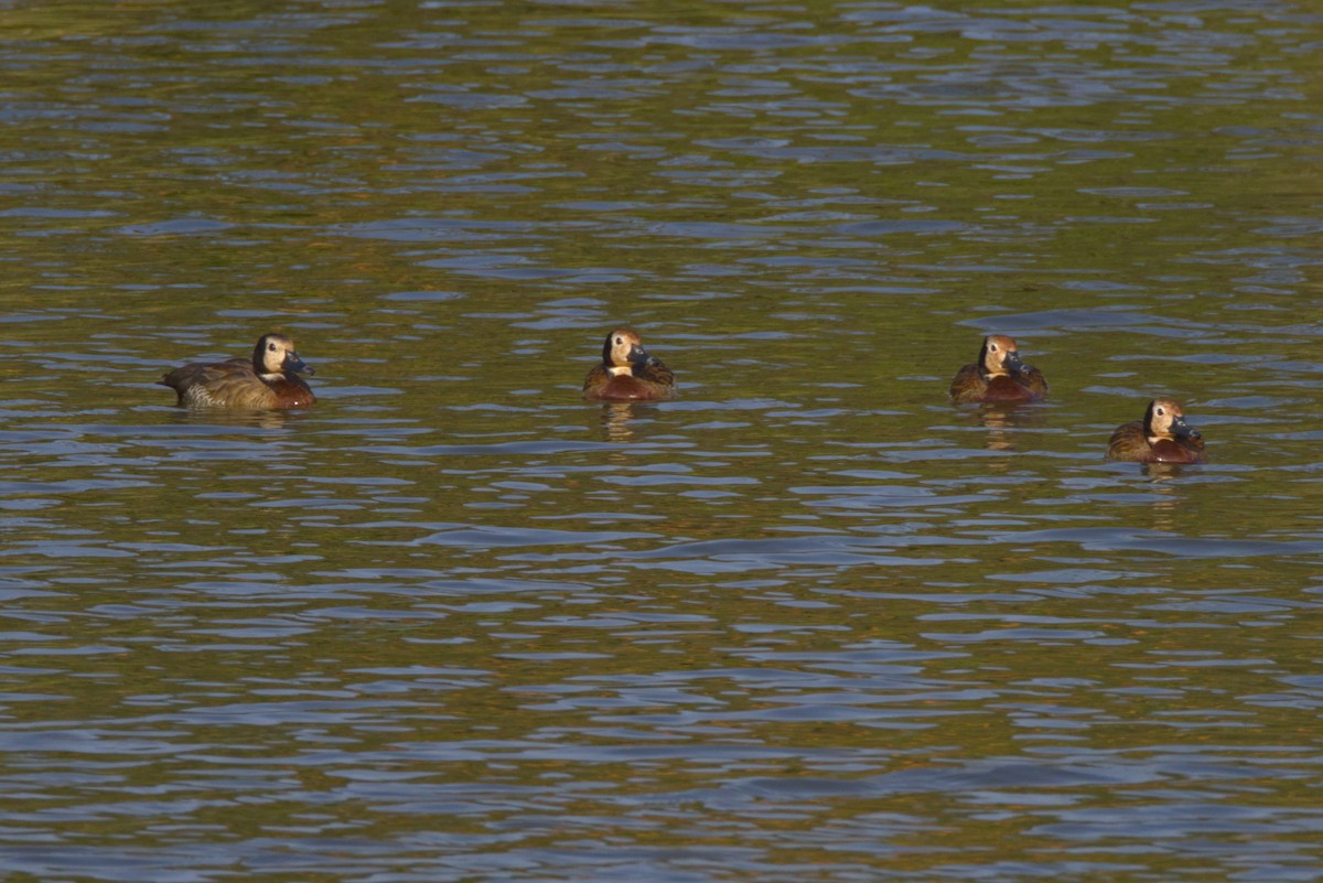 Suirirí Cariblanco - ML646598268