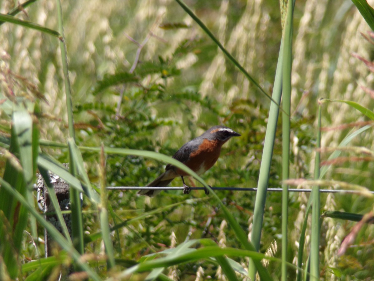 Black-and-rufous Warbling Finch - ML646598275