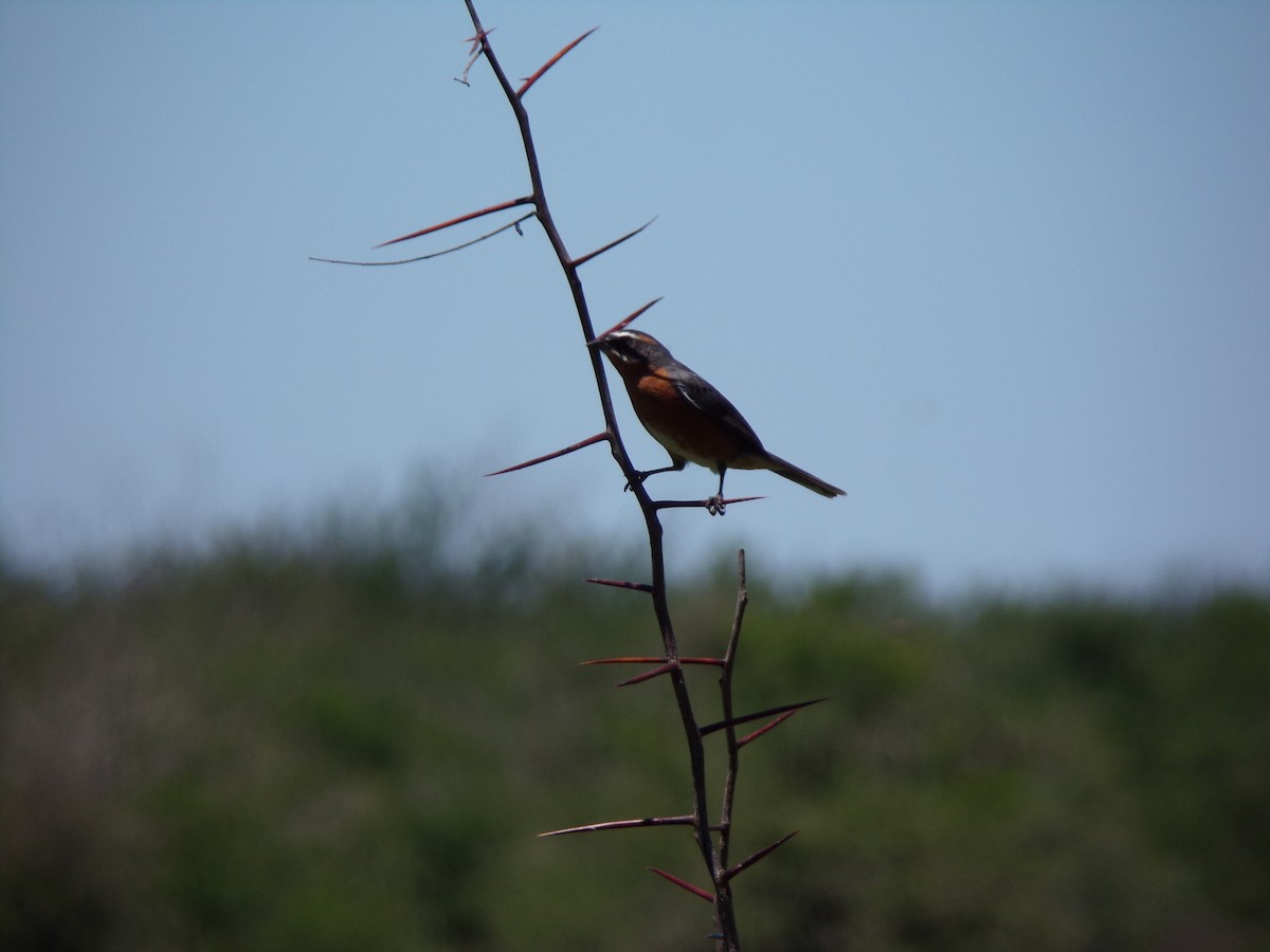 Black-and-rufous Warbling Finch - ML646598276