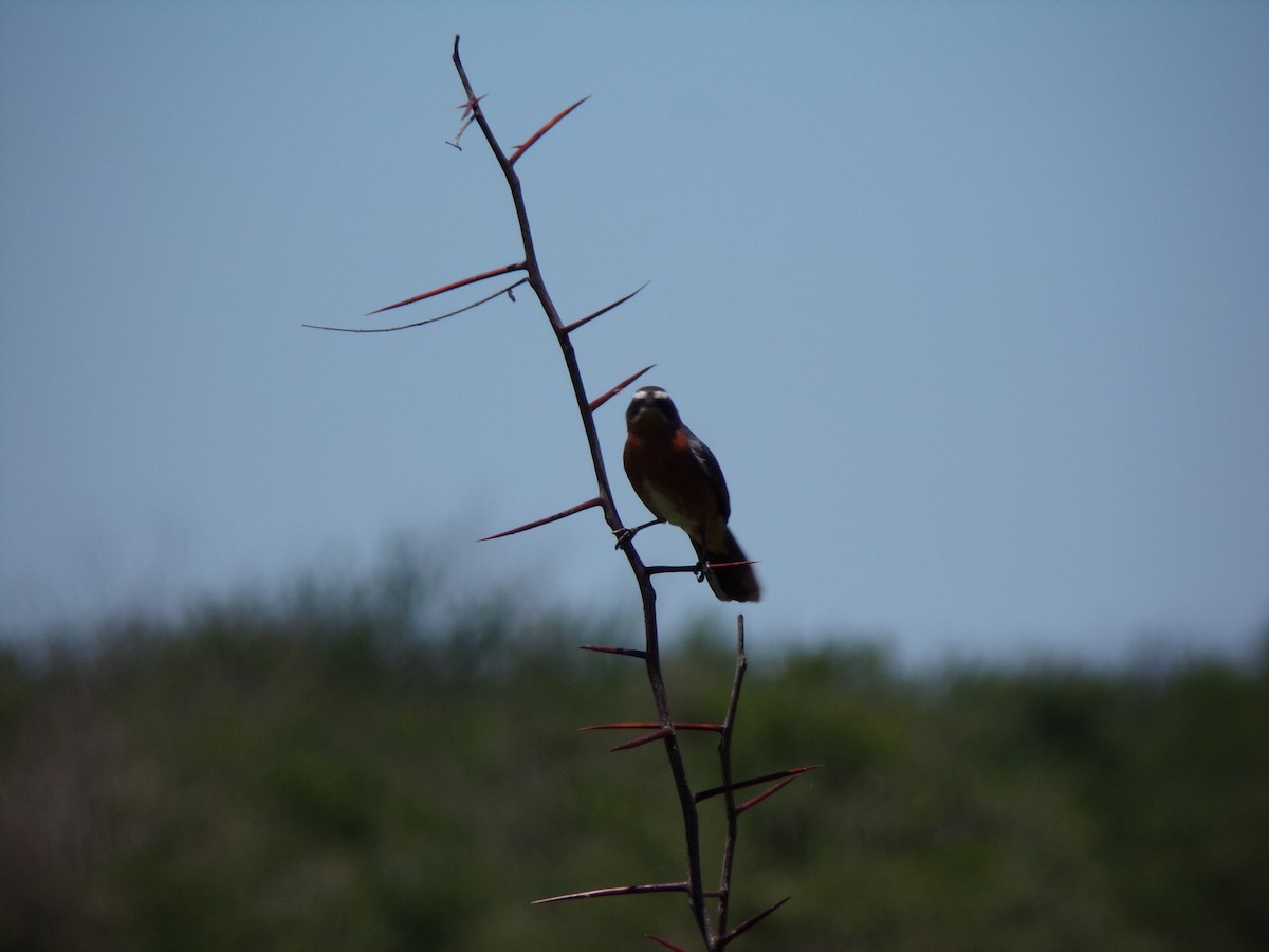 Black-and-rufous Warbling Finch - ML646598277