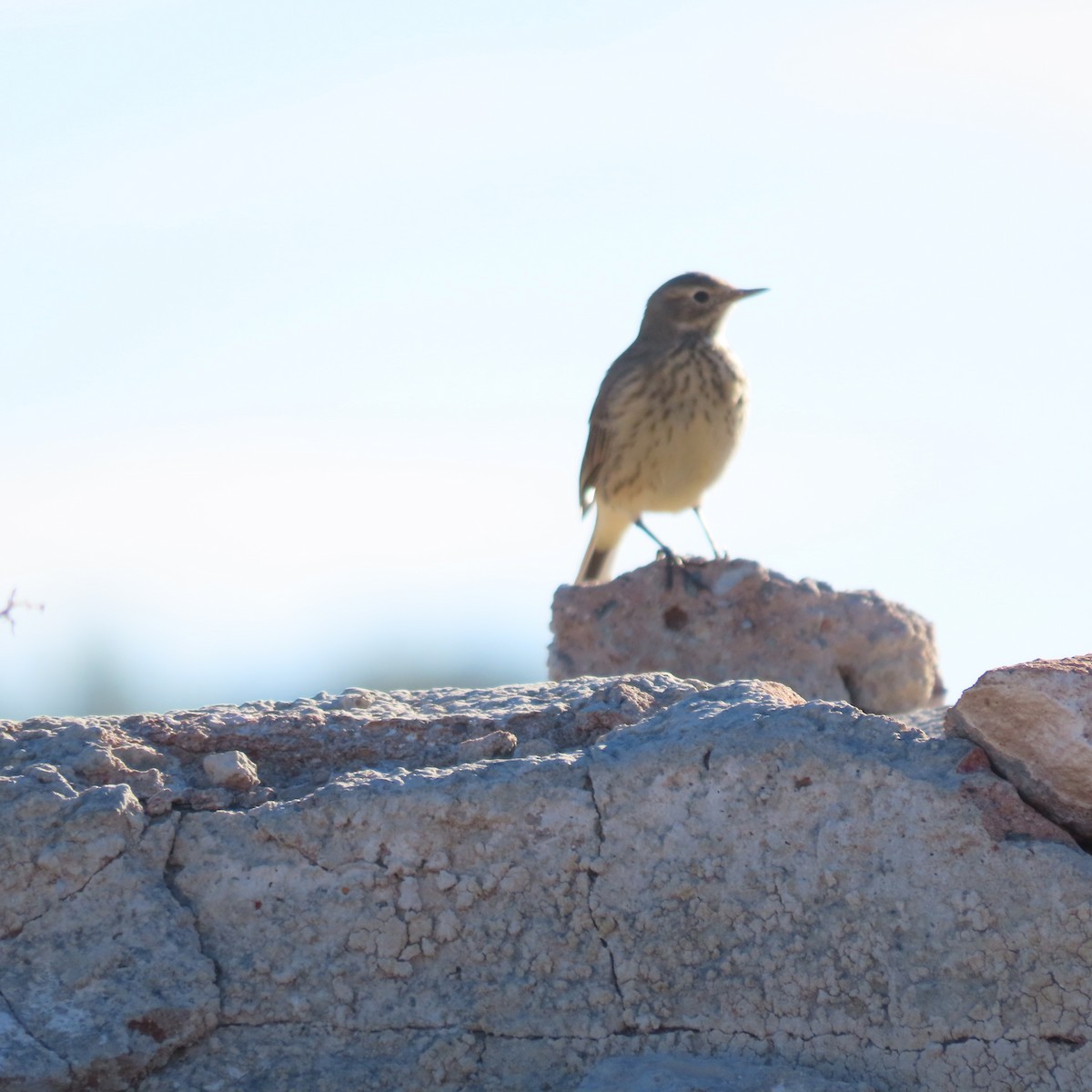 kanadapiplerke - ML646598280